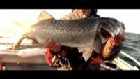 Catch and Release